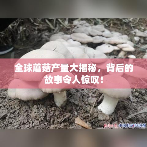 全球蘑菇产量大揭秘，背后的故事令人惊叹！