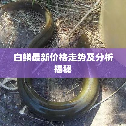 白鳝最新价格走势及分析揭秘