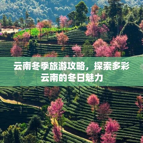 云南冬季旅游攻略，探索多彩云南的冬日魅力