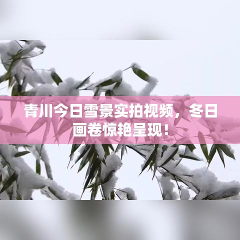 青川今日雪景实拍视频，冬日画卷惊艳呈现！