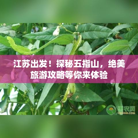 江苏出发！探秘五指山，绝美旅游攻略等你来体验