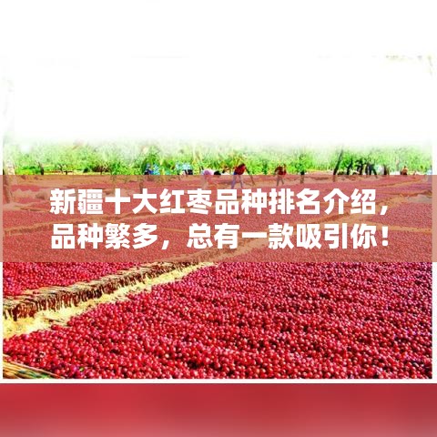 新疆十大红枣品种排名介绍，品种繁多，总有一款吸引你！