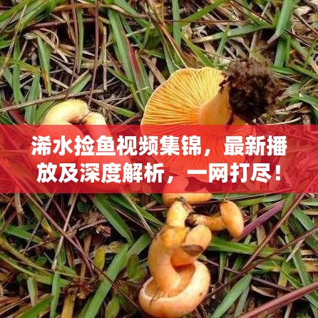 浠水捡鱼视频集锦，最新播放及深度解析，一网打尽！