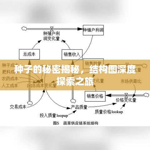 种子的秘密揭秘，结构图深度探索之旅