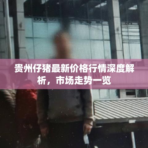 贵州仔猪最新价格行情深度解析，市场走势一览