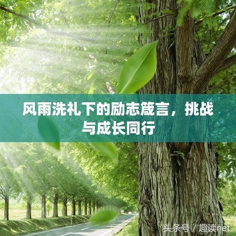 风雨洗礼下的励志箴言，挑战与成长同行