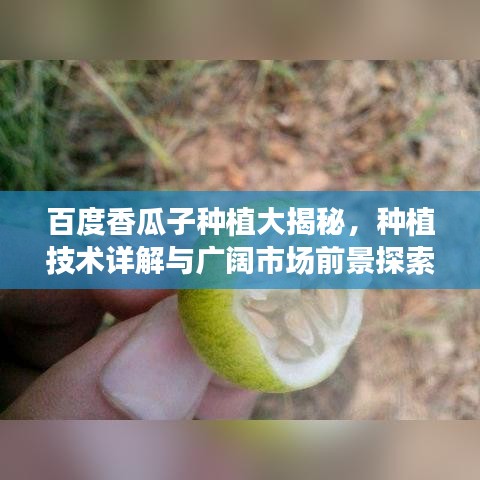百度香瓜子种植大揭秘，种植技术详解与广阔市场前景探索