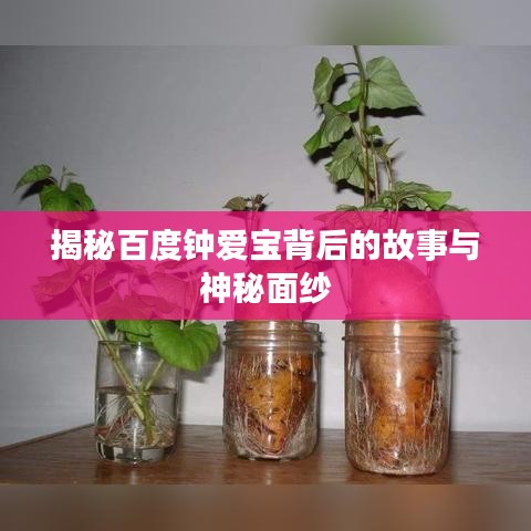 揭秘百度钟爱宝背后的故事与神秘面纱