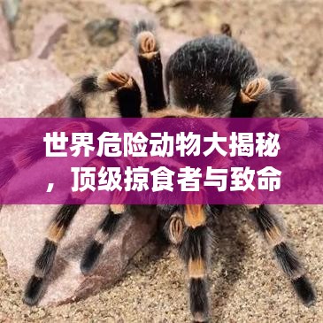 世界危险动物大揭秘，顶级掠食者与致命杀手的排名榜单！
