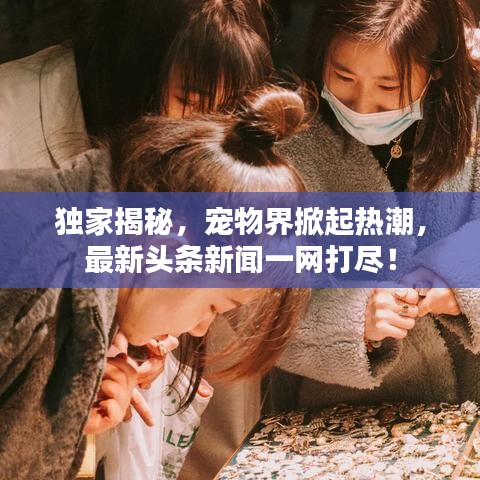 独家揭秘，宠物界掀起热潮，最新头条新闻一网打尽！