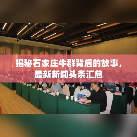 揭秘石家庄牛群背后的故事，最新新闻头条汇总