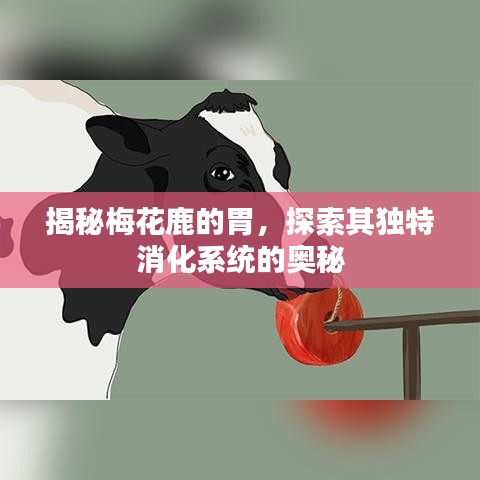 揭秘梅花鹿的胃，探索其独特消化系统的奥秘