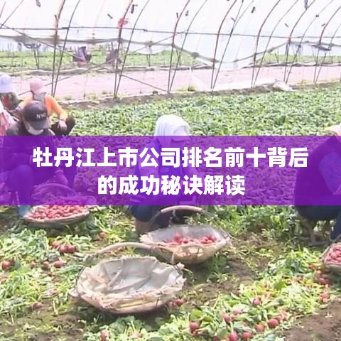 牡丹江上市公司排名前十背后的成功秘诀解读