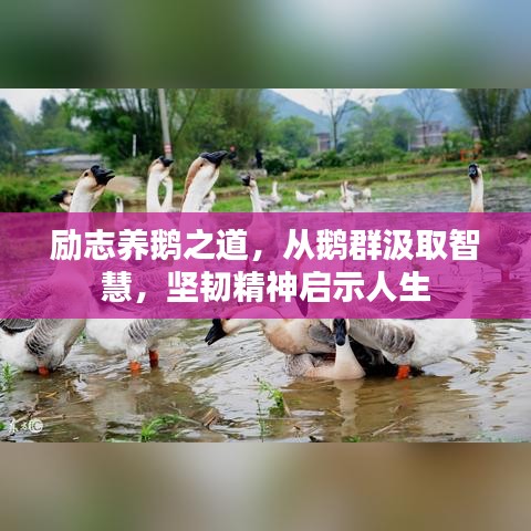 励志养鹅之道，从鹅群汲取智慧，坚韧精神启示人生