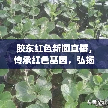 胶东红色新闻直播，传承红色基因，弘扬时代精神，引领时代风尚