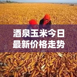 酒泉玉米今日最新价格走势分析