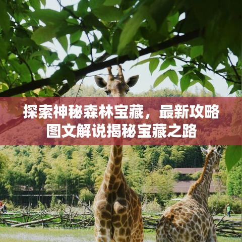 探索神秘森林宝藏，最新攻略图文解说揭秘宝藏之路