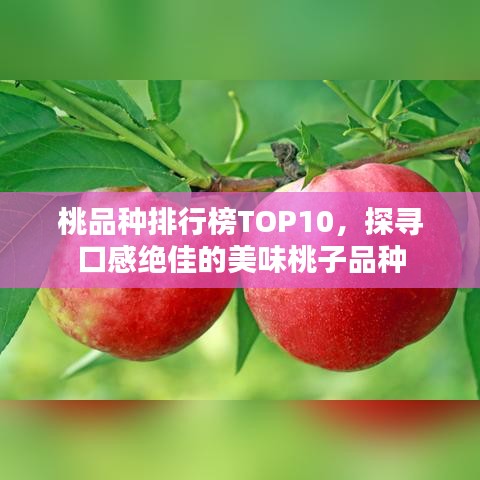 桃品种排行榜TOP10，探寻口感绝佳的美味桃子品种