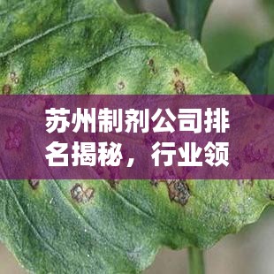 苏州制剂公司排名揭秘，行业领军者一览无余