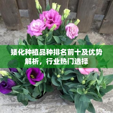 矮化种植品种排名前十及优势解析，行业热门选择