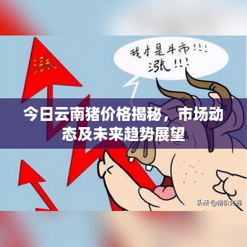今日云南猪价格揭秘，市场动态及未来趋势展望