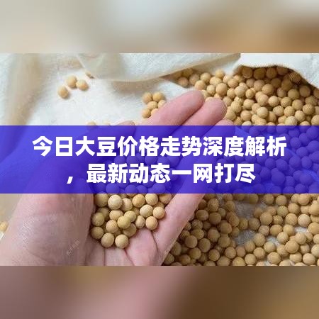 今日大豆价格走势深度解析，最新动态一网打尽