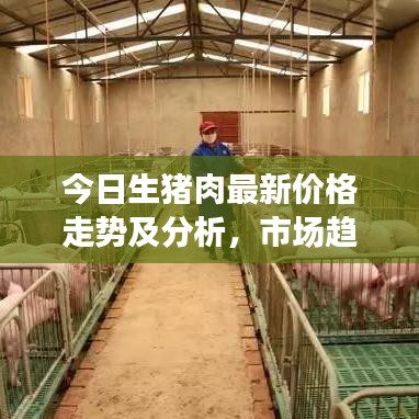 今日生猪肉最新价格走势及分析，市场趋势与影响因素全解析