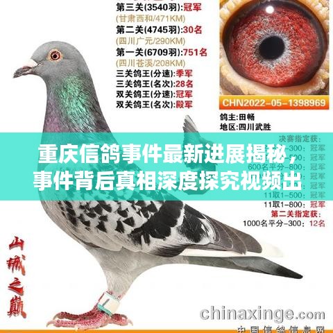 重庆信鸽事件最新进展揭秘，事件背后真相深度探究视频出炉！