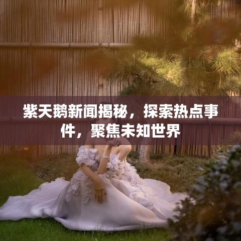 紫天鹅新闻揭秘，探索热点事件，聚焦未知世界