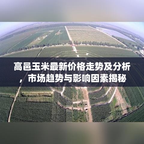 高邑玉米最新价格走势及分析，市场趋势与影响因素揭秘