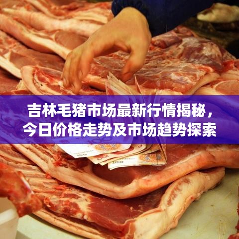 吉林毛猪市场最新行情揭秘，今日价格走势及市场趋势探索