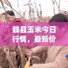 魏县玉米今日行情，最新价格、市场走势及影响因素深度解析