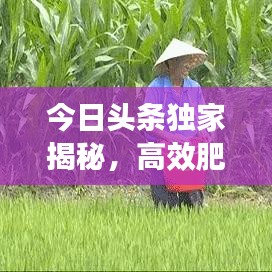 今日头条独家揭秘，高效肥料助力农业丰收，新伙伴共创丰收奇迹