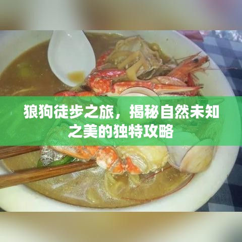 狼狗徒步之旅，揭秘自然未知之美的独特攻略