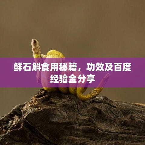 鲜石斛食用秘籍，功效及百度经验全分享