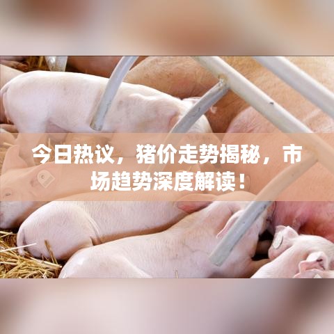 今日热议，猪价走势揭秘，市场趋势深度解读！