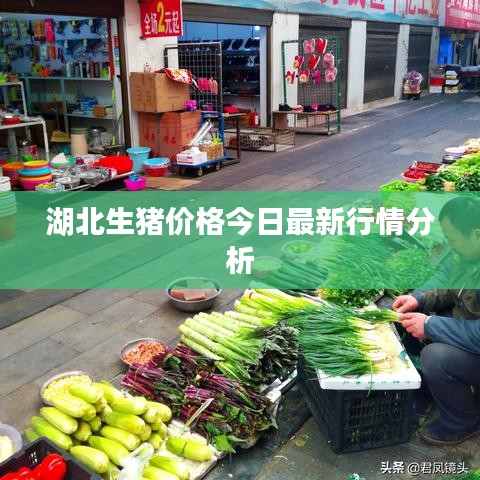 湖北生猪价格今日最新行情分析