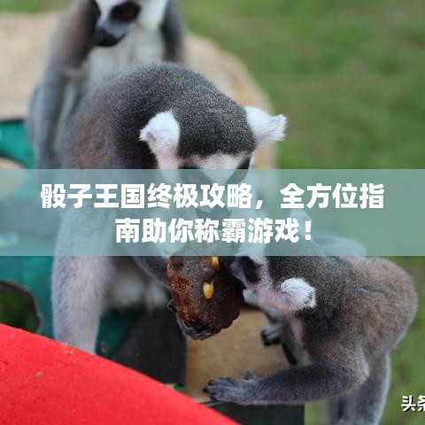 骰子王国终极攻略，全方位指南助你称霸游戏！