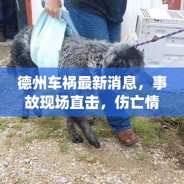 德州车祸最新消息，事故现场直击，伤亡情况令人揪心