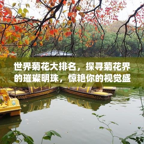 世界菊花大排名，探寻菊花界的璀璨明珠，惊艳你的视觉盛宴！