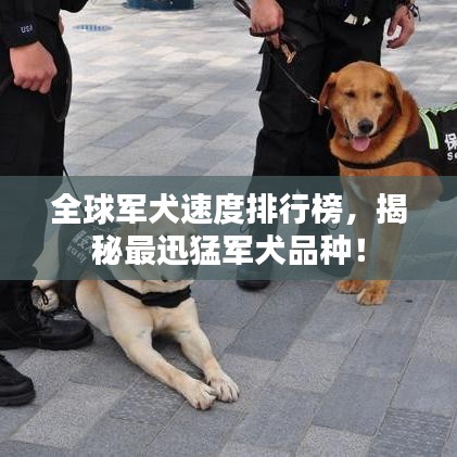 全球军犬速度排行榜，揭秘最迅猛军犬品种！