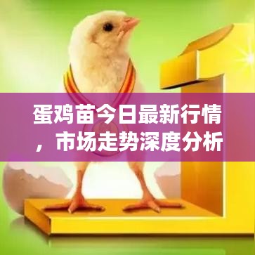 蛋鸡苗今日最新行情，市场走势深度分析与预测