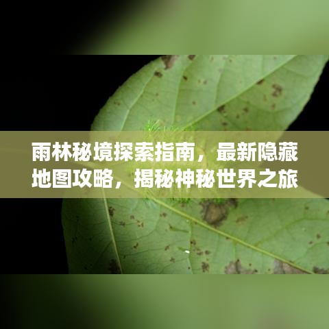 雨林秘境探索指南，最新隐藏地图攻略，揭秘神秘世界之旅