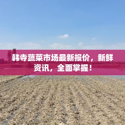 韩寺蔬菜市场最新报价，新鲜资讯，全面掌握！