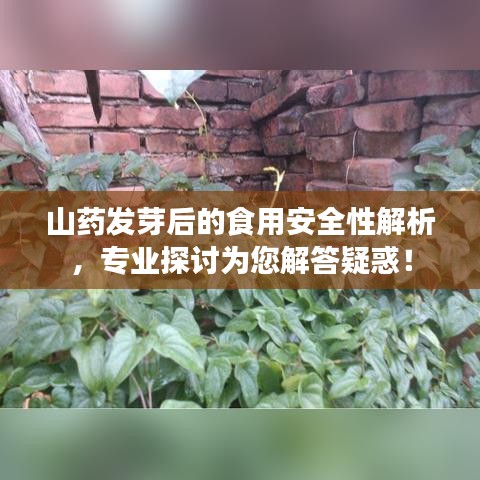 山药发芽后的食用安全性解析，专业探讨为您解答疑惑！