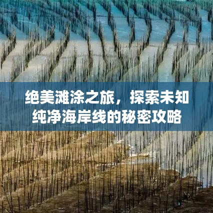 绝美滩涂之旅，探索未知纯净海岸线的秘密攻略