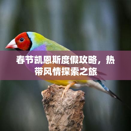 春节凯恩斯度假攻略，热带风情探索之旅