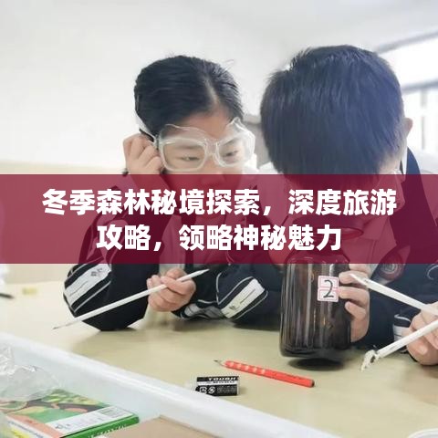 冬季森林秘境探索，深度旅游攻略，领略神秘魅力