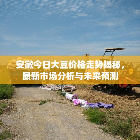 安徽今日大豆价格走势揭秘，最新市场分析与未来预测