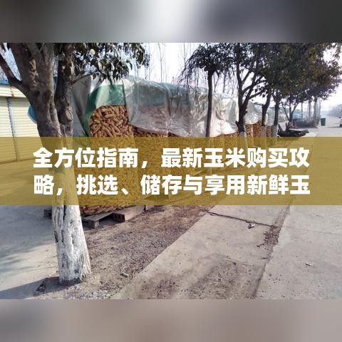 全方位指南，最新玉米购买攻略，挑选、储存与享用新鲜玉米秘籍！